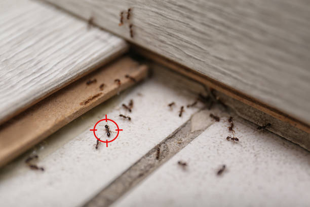 Best Rodent Control Near Me  in Monticello, GA